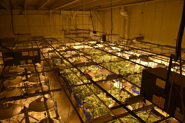 Cannabis security in Maryland